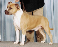 a well breed Staffordshire Bull Terrier dog